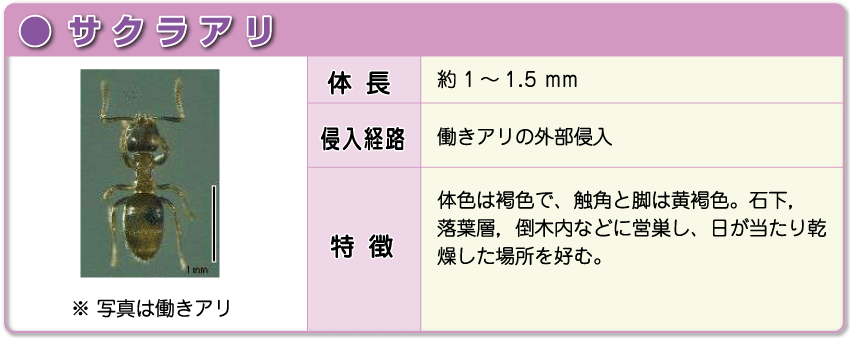 サクラアリ サクラアリ