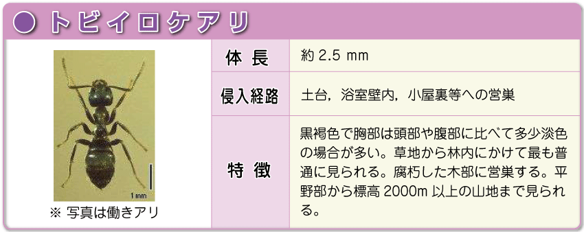 トビイロケアリ トビイロケアリ