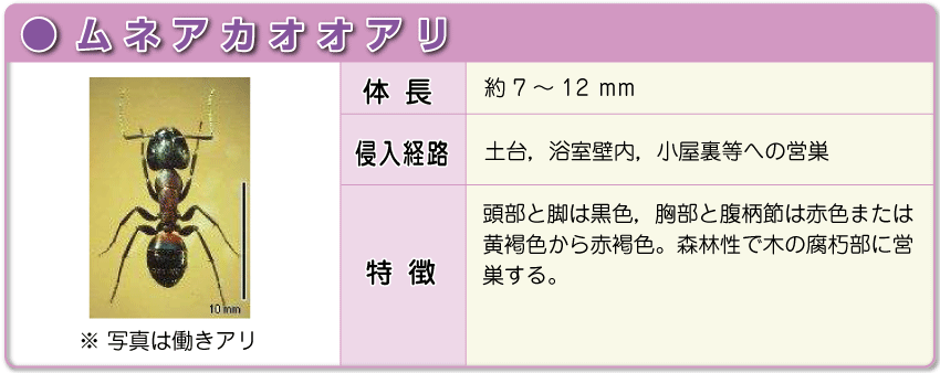 ムネアカオオアリ ムネアカオオアリ
