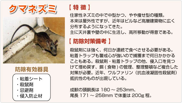 クマネズミ クマネズミ