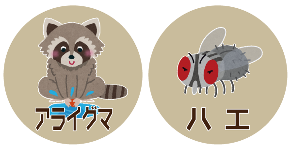 アライグマ ハエ アライグマ ハエ