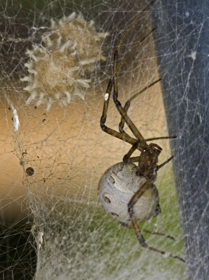 Brown Widow Spider - Latrodectus geometricus” By Richard Crook Brown Widow Spider - Latrodectus geometricus” By Richard Crook