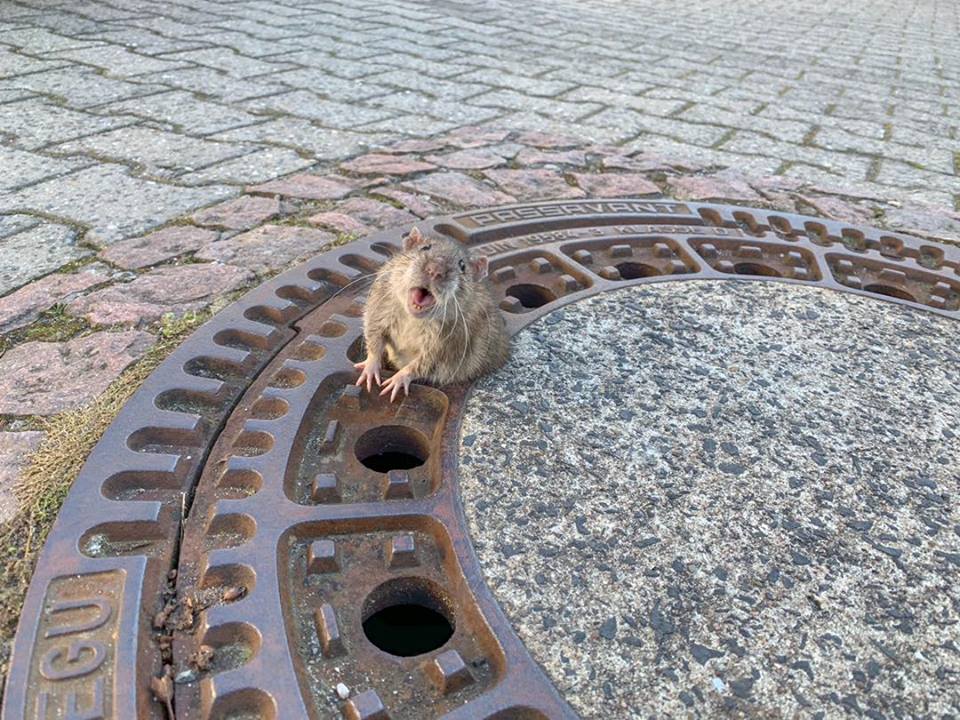 Berufstierrettung Rhein NeckarのFacebookより Berufstierrettung Rhein NeckarのFacebookより