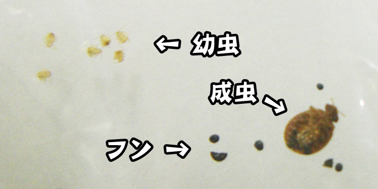南京虫(トコジラミ)特徴 南京虫(トコジラミ)特徴