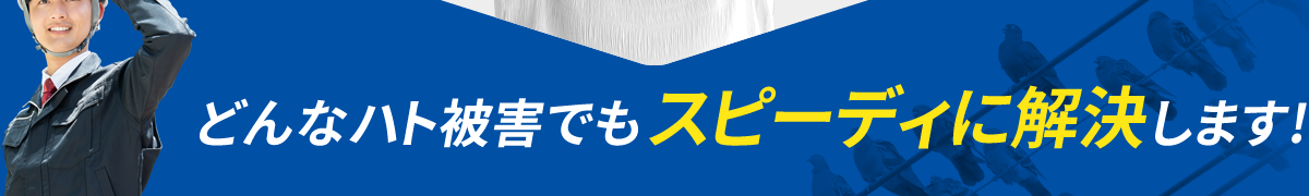 どんなハト被害でもスピーディに解決します!