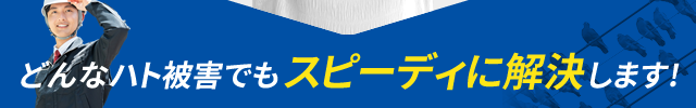 どんなハト被害でもスピーディに解決します!