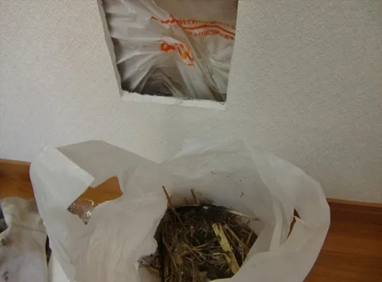 大阪府藤井寺市ムクドリの巣を撤去の事例