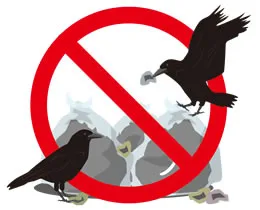 害鳥は動物保護法で守られている