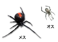 セアカゴケグモの特徴